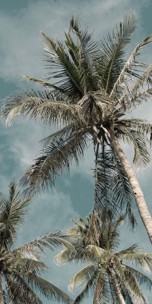 palmeras 2